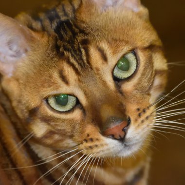 Bengal cins kedi portresi