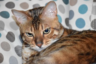 Bir sandalyenin üstüne yalan Bengal cins kedi. Evde beslenen hayvan