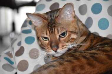 Bir sandalyenin üstüne yalan Bengal cins kedi. Evde beslenen hayvan