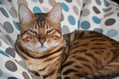 Bir sandalyenin üstüne yalan Bengal cins kedi. Evde beslenen hayvan