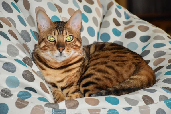 Gato de raza Bengala acostado en una silla. Mascotas —  Fotos de Stock