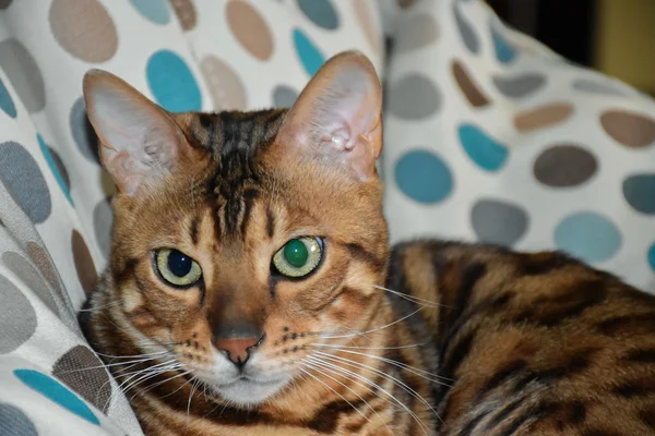 Kat Bengalen RAS liggend op een stoel. Huisdier — Stockfoto