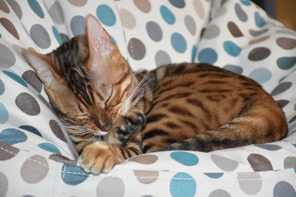 Bir sandalyenin üstüne yalan Bengal cins kedi. Evde beslenen hayvan