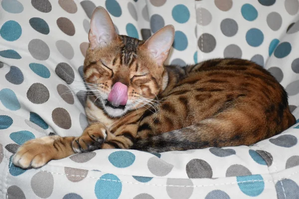 Cat Bengal rasen liggande på en stol. PET — Stockfoto