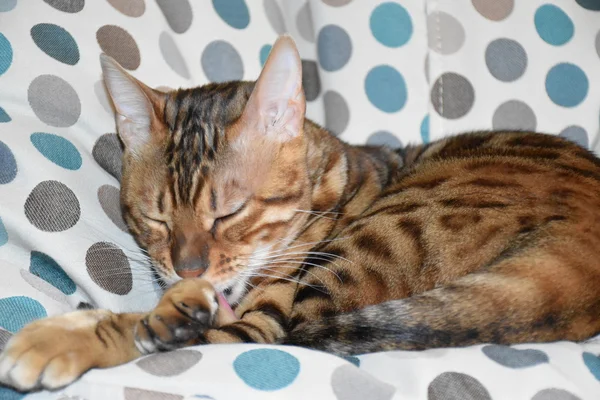 Bir sandalyenin üstüne yalan Bengal cins kedi. Evde beslenen hayvan