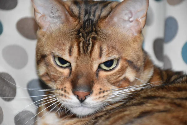 Bir sandalyenin üstüne yalan Bengal cins kedi. Evde beslenen hayvan