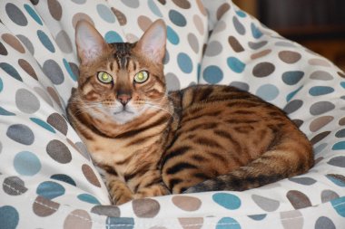 Bir sandalyenin üstüne yalan Bengal cins kedi. Evde beslenen hayvan