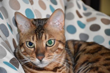 Bir sandalyenin üstüne yalan Bengal cins kedi. Evde beslenen hayvan