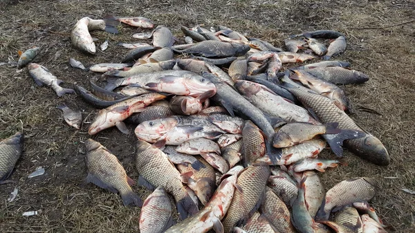 Рыбалка зимой. Лови вращение. Рыбу поймали на земле. Окунь на берегу реки, лови . — стоковое фото