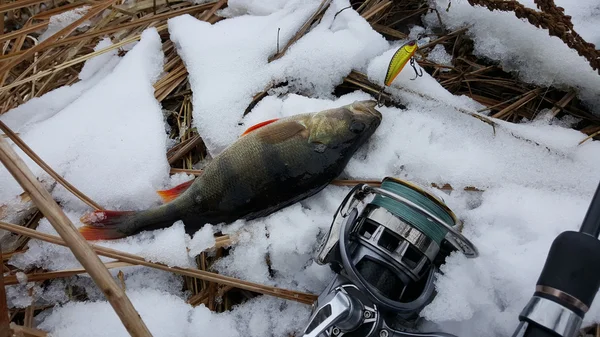 Rybaření na spřádání zimy. Catch předení. Ryby ulovené na zem. Trůnit berg řeky, zachytit. — Stock fotografie