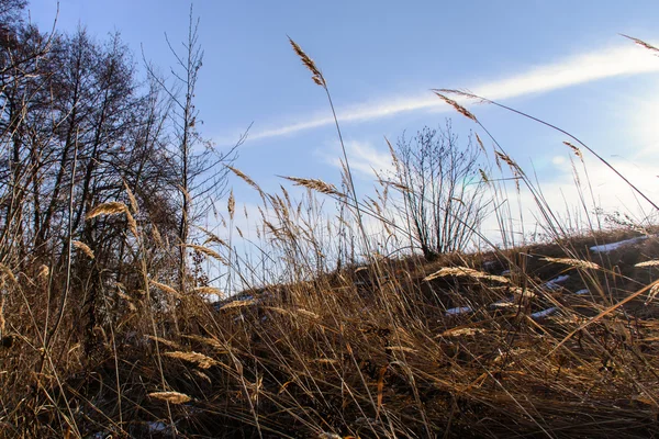 İnanılmaz kış manzarası. Güzel doğa.