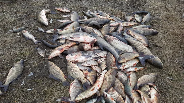 Pesca em um inverno girando. Apanha a girar. Peixe preso no chão. Empoleirar no berg do rio, pegar . — Fotografia de Stock