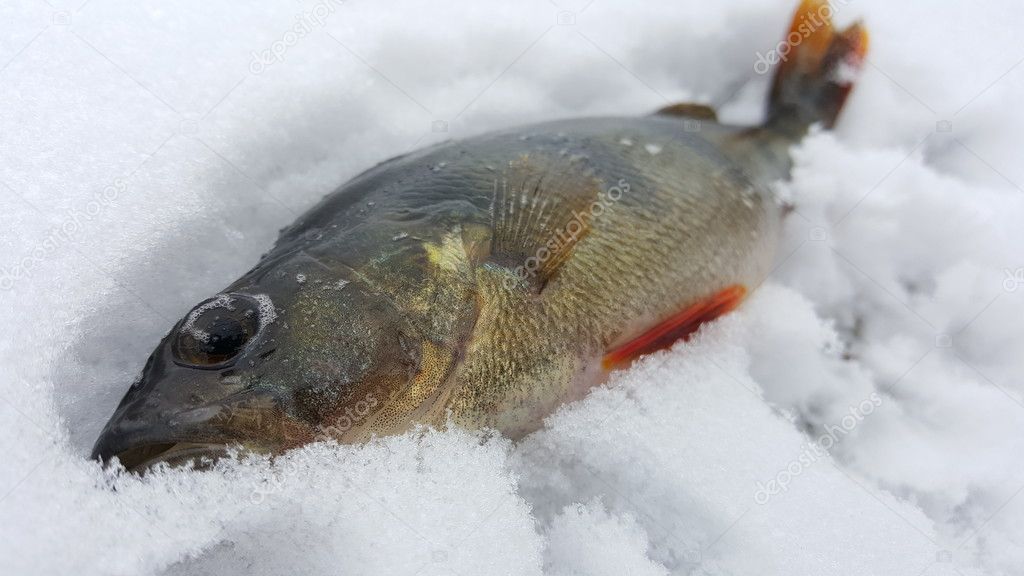 Fishing on a spinning winter. Catch spinning. Fish caught on the ground. Perch on the berg of the river, catch.