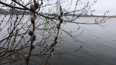 Güzel kış manzara, arazi buzla kaplıdır