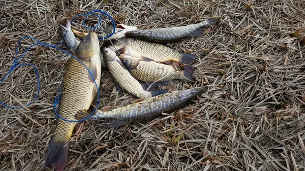 Pescado recién capturado, carpa, perca. Pescador de capturas. Pescador pescado.Pescado en la hierba . — Foto de Stock