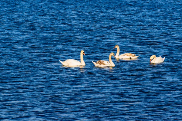 Vackert vinterlandskap, marken är täckt med is — Stockfoto