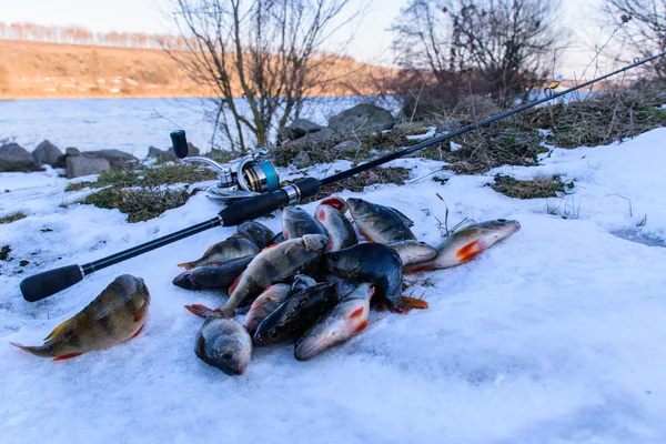 Рыбалка зимой. Лови вращение. Рыбу поймали на земле. Окунь на берегу реки, лови . — стоковое фото