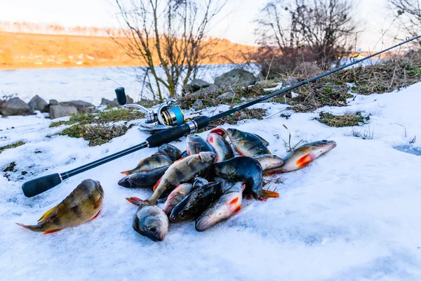 Fishing on a spinning winter. Catch spinning. Fish caught on the ground. Perch on the berg of the river, catch. — Stock Photo, Image