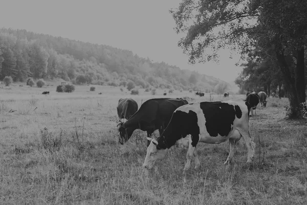 Djur i Hagen. Foto av kor i fältet. Foto för jordbrukare och naturliga tidskrifter och webbplatser. — Stockfoto
