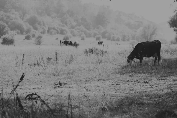 牧草地で家畜。フィールドでの牛の写真。農家と自然な雑誌やウェブサイトの写真. — ストック写真