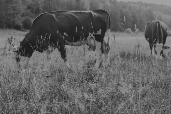 Livestock in the pasture. Photo of cows in the field. Photo for farmers and Natural magazines and websites.