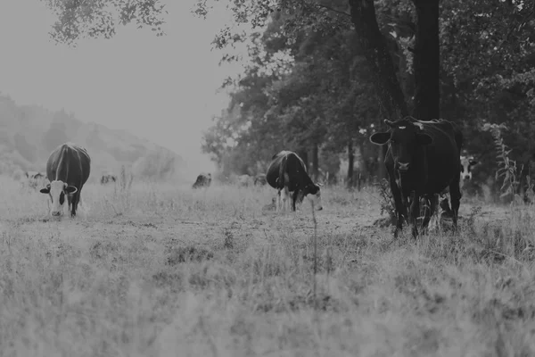 Pecuária no pasto. Foto de vacas no campo. Foto para agricultores e revistas e sites naturais . — Fotografia de Stock