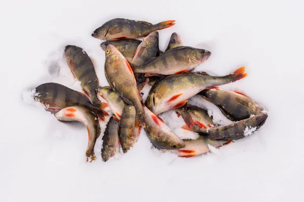 Pesca em um inverno girando. Apanha a girar. Peixe preso no chão. Empoleirar no berg do rio, pegar . — Fotografia de Stock