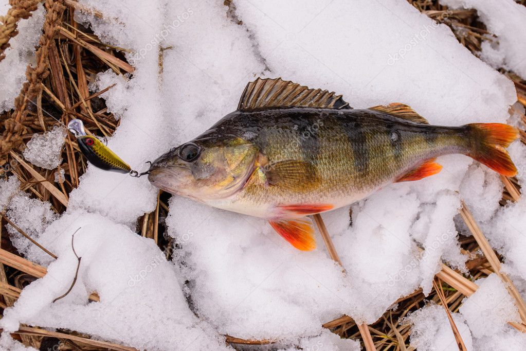 Fishing on a spinning winter. Catch spinning. Fish caught on the ground.  Perch on the berg of the river, catch. Stock Photo by ©aallm 106918660