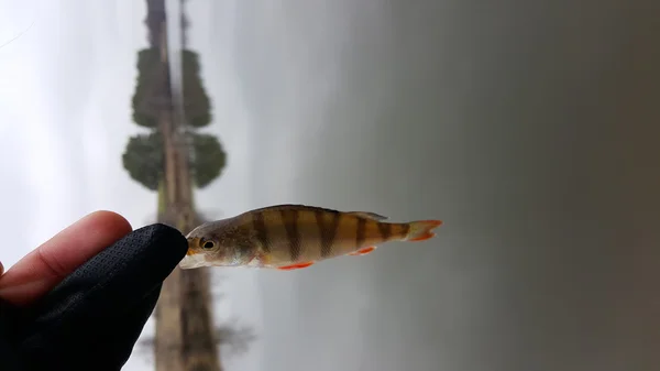 Pesca em um inverno girando. Apanha a girar. Peixe preso no chão. Empoleirar no berg do rio, pegar . — Fotografia de Stock