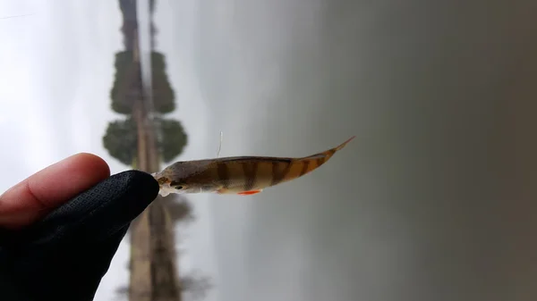 Pêche sur un hiver filant. Attrape la filature. Poisson pêché par terre. Perche sur le berg de la rivière, capture . — Photo