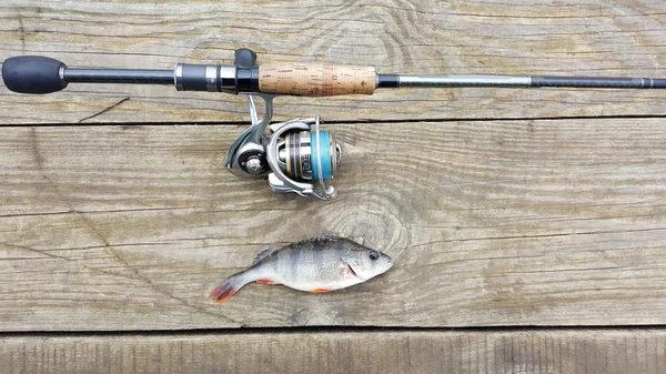 Pesca de perca, pesca en spinning . —  Fotos de Stock