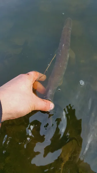 Pesca del luccio. Luccio. Spinning pesca sul lago — Foto Stock