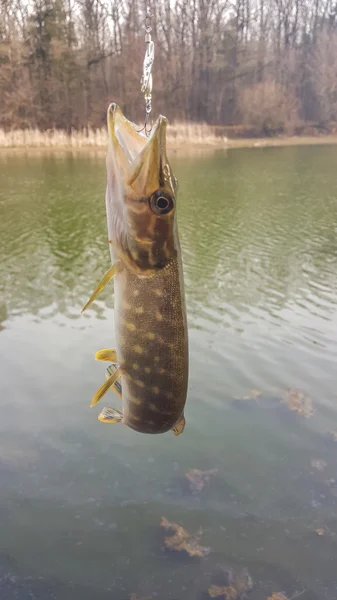 Pike αλιεία. Pike. Νηματοποίηση ψάρεμα στη λίμνη — Φωτογραφία Αρχείου