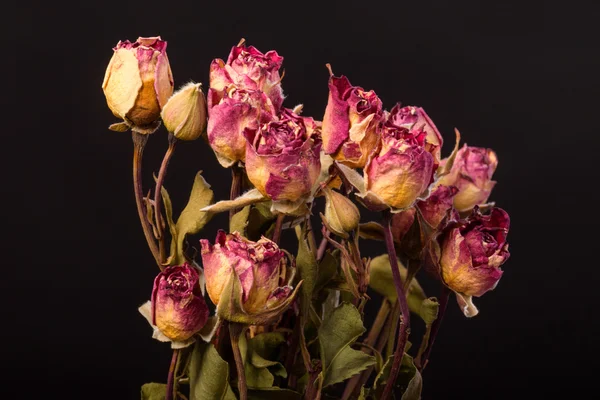Сушена троянда на чорному тлі — стокове фото