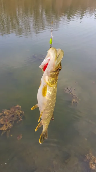 Рыбалка на щуку. Пайк. Прядильная рыбалка на озере — стоковое фото