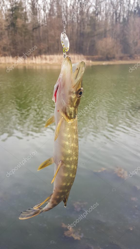 Fishing for pike. pike. Spinning fishing on the lake Stock Photo