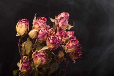 Siyah arka planda kurumuş gül