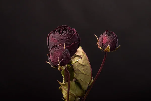 검은 배경에 마른 장미 — 스톡 사진