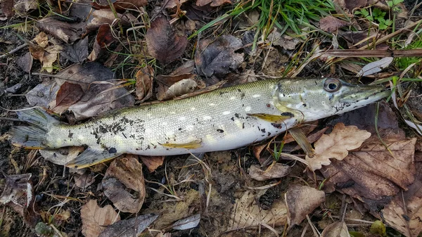 Fishing for pike. Pike on the beach. Coastal fishing — Stock Photo, Image