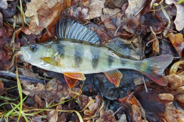 Balık tutma, iplik üzerinde Balık tutma levrek.