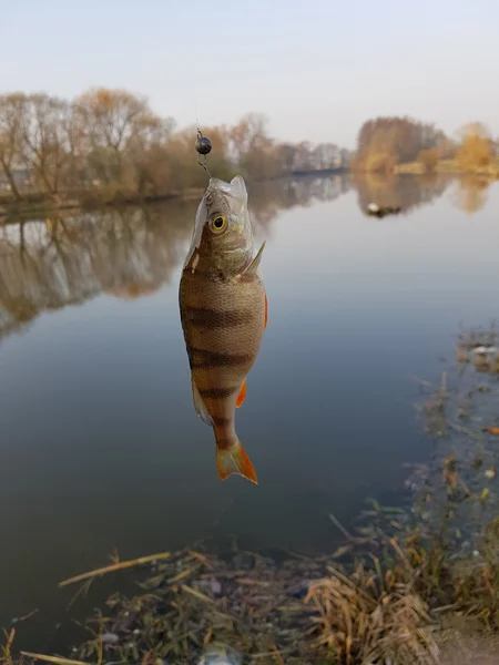 Balık tutma. Yakalanan balık kanca — Stok fotoğraf