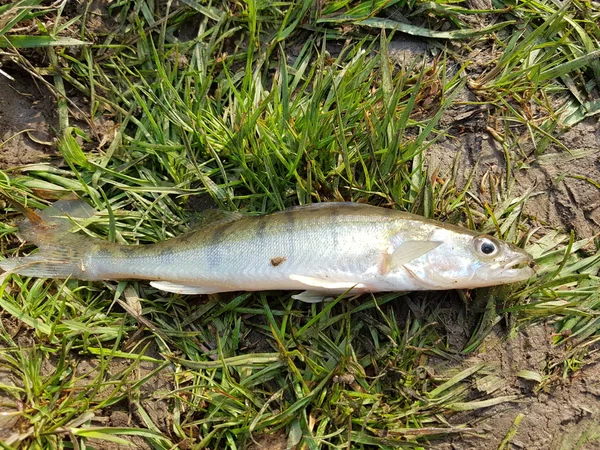 Fischerei. der gefangene Fisch am Haken — Stockfoto