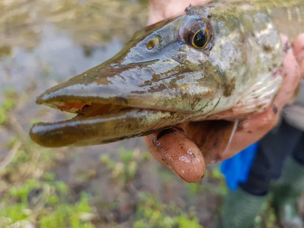 Gädda i händerna på fiskaren — Stockfoto