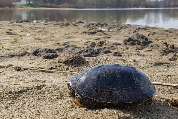 Schildpad On The Lake — Stockfoto