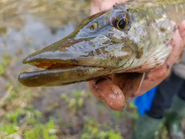 Pike in the hands of the fisherman — Stock Photo, Image