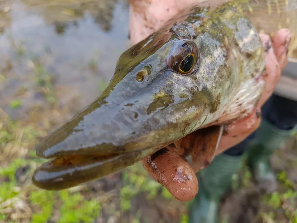 Hecht in den Händen des Fischers — Stockfoto