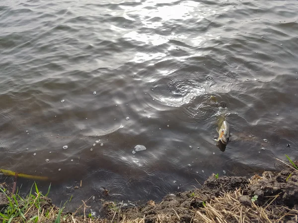 Captura de lucio en el lago — Foto de Stock