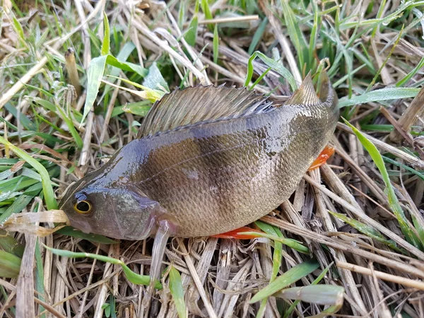 Рыбный окунь на траве — стоковое фото