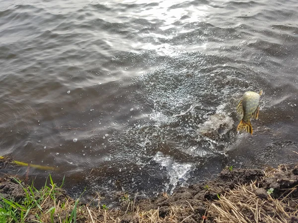 Attraper le brochet dans le lac — Photo