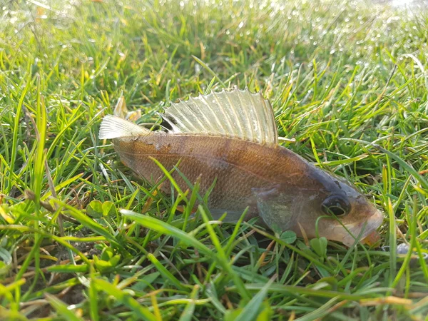 Спійманий рибний окунь на траві — стокове фото